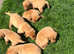 Beautiful Fox Red KC Reg Labrador Puppies
