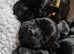 Top Pedigree Black Pups
