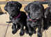 Cane corso pups ready NOW