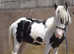 Flashy, Well-Handled & Easy to do Young Rescue Cob to make 14hh Looking for a Kind Experienced Home