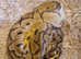 Royal python.clown male