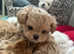 Incredible xxs ASIAN/KOREAN  Maltipoo!