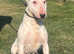 Kc registered English bull terrier bitch