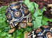 Leopard Tortoise Hatchlings