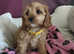 Toy poodle x Cavalier King Charles puppy