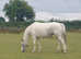Eye-catching Irish Sports Horse mare, pale blue & white