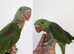 Baby Alexandrine Parrots for Sale