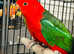 Australian King Parrot proven Pair