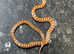 Tarahumara Mountain King Snake at Birmingham Reptiles