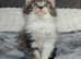 Norwegian Forest Mix European Maine coon kittens