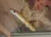 Corn snake