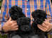 Kerry blue terrier puppies