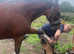 15.2 bright bay gelding Cob X