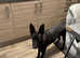 Belgian shepherd
