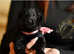 SHOW LINES BLACK LONGHAIRED GSD PUPPIES KC REGISTERED
