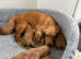 Red cockerpoo puppies