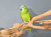 Baby Blue fronted Amazon talking parrots,7