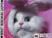 SHORT LEG White Blue Eyes Persian Minuet Munchkin