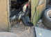 Aseel chickens for sale offers
