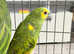 Stunning baby blue fronted Amazon Parrot