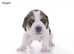 Beautiful beagle puppies for sale