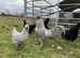 Araucana Bantam chicks