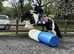 13.2/3h 11yo Piebald Gyspy Cob Mare