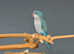 Baby Blue Quaker parrots,18