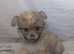 Shih Tzu x chihuahua 9 week old pups