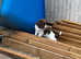English springer spaniel puppies