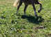 Registered Welsh sec C