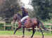 16h 6 year old mare
