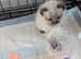 2 beautiful kittens for sale ready to leave for there new homes
