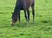 Grade C Appaloosa filly