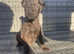 Patterdale cross Lakeland terrier  pups
