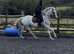 15.1/2h 3Yo Stunning Gelding
