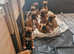 Gorgeous Litter of 9 KC Registered Boxer Puppies