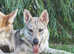 Czechoslovakian Wolfdog Puppies
