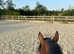 Lovely 16'2 thoroughbred for sale