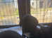 Need to find new homes!!!! Lab X Collie