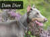 Doberman puppies... Siberian  multi world champion bloodline