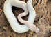 Ivory Royal Python at Birmingham Reptiles