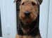 Teddy - Loving and Happy Airedale Terrier - 1 Year Old