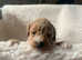Not your average cockatoo puppies, variations of gold