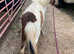 Bay & white Shetland filly