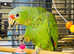 Stunning baby red crown Amazon parrot