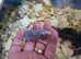 Dumbo fancy rat pups
