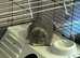 Mini lop boy