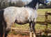 In foal broodmare
