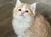 Ragdoll male kitten ready now